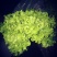 《精品》绿生菜，可供超市，电商，市场，诚信经营，欢迎欢迎