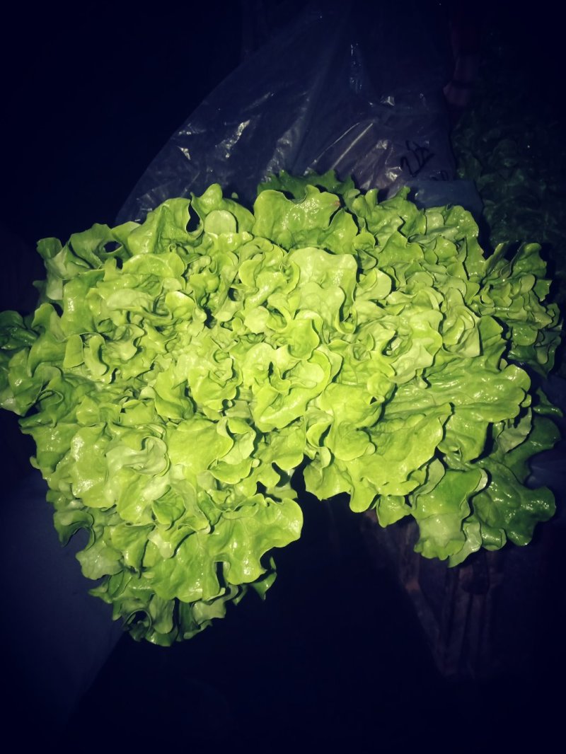 《精品》绿生菜，可供超市，电商，市场，诚信经营，欢迎欢迎