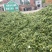 供应优质驴马牛用绿豆皮壳花生秧秸秆过筛除尘无地膜