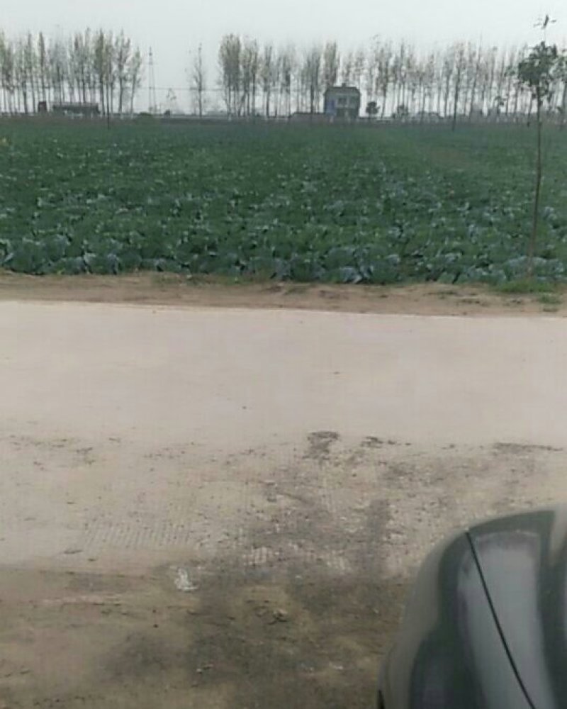 甘蓝