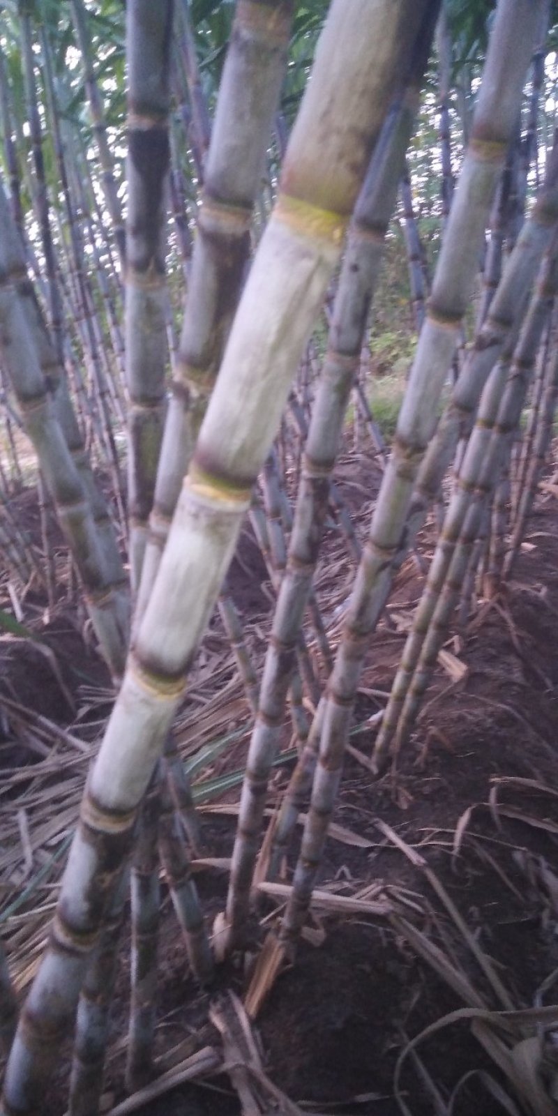青皮白玉甘蔗5~6cm2.5~3米产地直发量大价优
