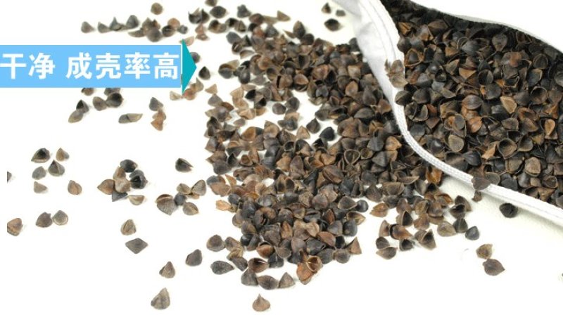河北厂家批发供应填充料专用荞麦壳养生枕香包荞麦壳90