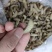 树蜂蛹3级，现货，七里蛹，黄脚蛹，熟冻，葫芦蜂3级蛹