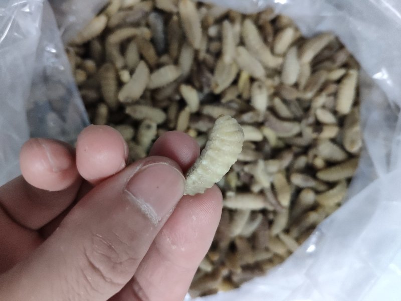 树蜂蛹3级，现货，七里蛹，黄脚蛹，熟冻，葫芦蜂3级蛹