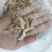 树蜂蛹3级，现货，七里蛹，黄脚蛹，熟冻，葫芦蜂3级蛹