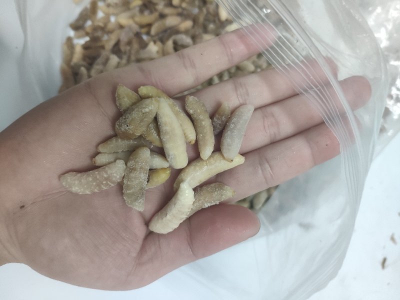 树蜂蛹3级，现货，七里蛹，黄脚蛹，熟冻，葫芦蜂3级蛹
