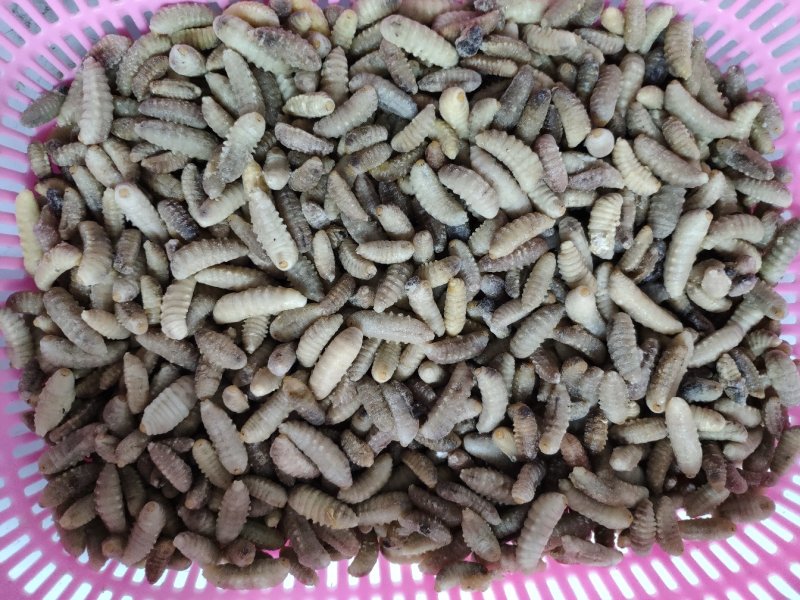 树蜂蛹3级，现货，七里蛹，黄脚蛹，熟冻，葫芦蜂3级蛹
