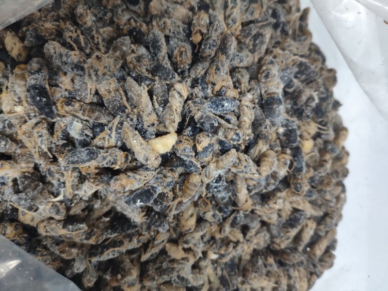 蜂蛹，4级，带小黄，七里，黄脚黑无翅，葫芦蜂（树蜂）蜂蛹