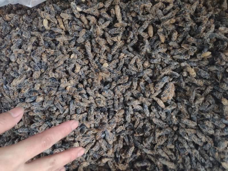 蜂蛹，4级，带小黄，七里，黄脚黑无翅，葫芦蜂（树蜂）蜂蛹