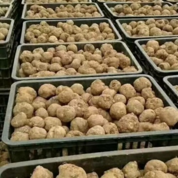魔芋种子提供技术包回收支持全国包邮周边专车送货