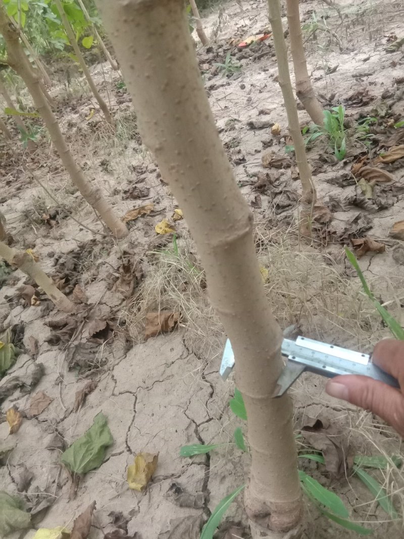 黑珍珠桑树苗耐寒零下40°保证成活率百分之98以上