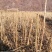 刺嫩芽苗（乌龙头刺老包）基地直发规格齐全欢迎咨询