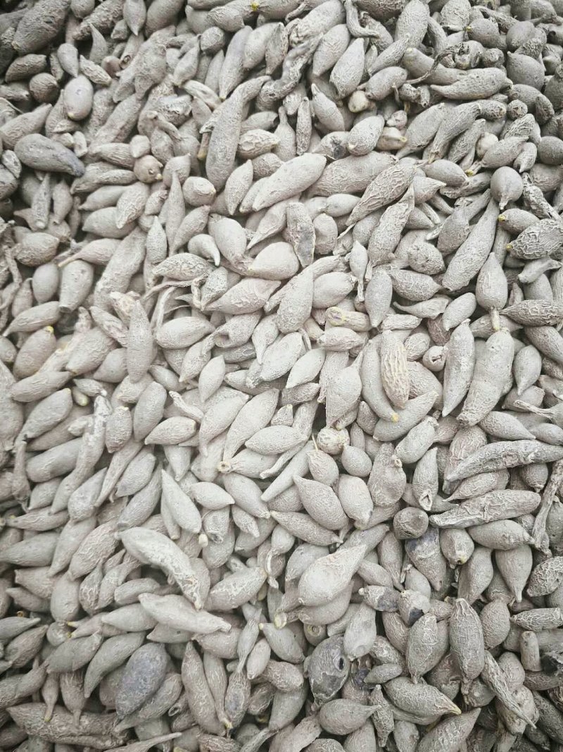 黄丝郁金种植简单产量高可套种一件全国代发