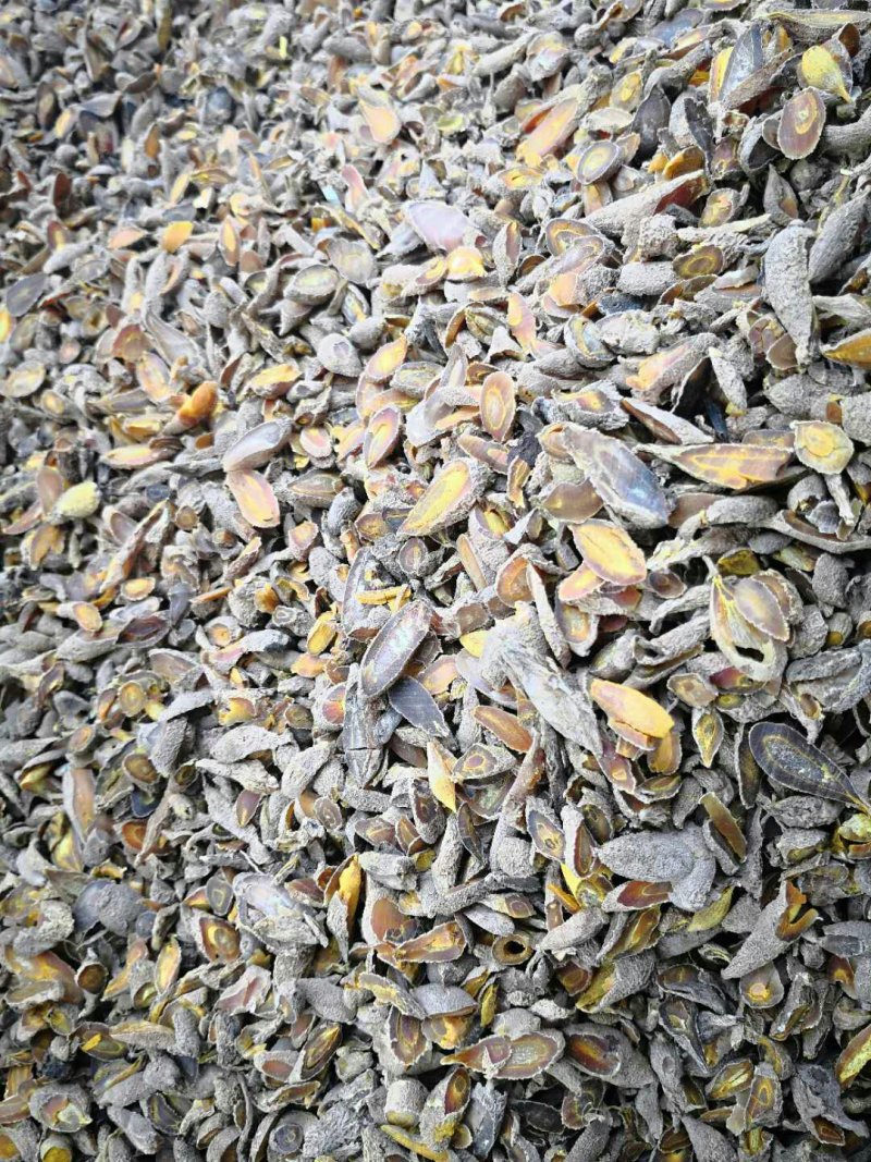 黄丝郁金种植简单产量高可套种一件全国代发
