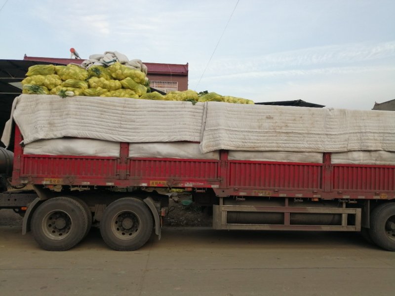 基地娃娃菜大量上市毛菜50颗一袋7两以上质量好可视频看货