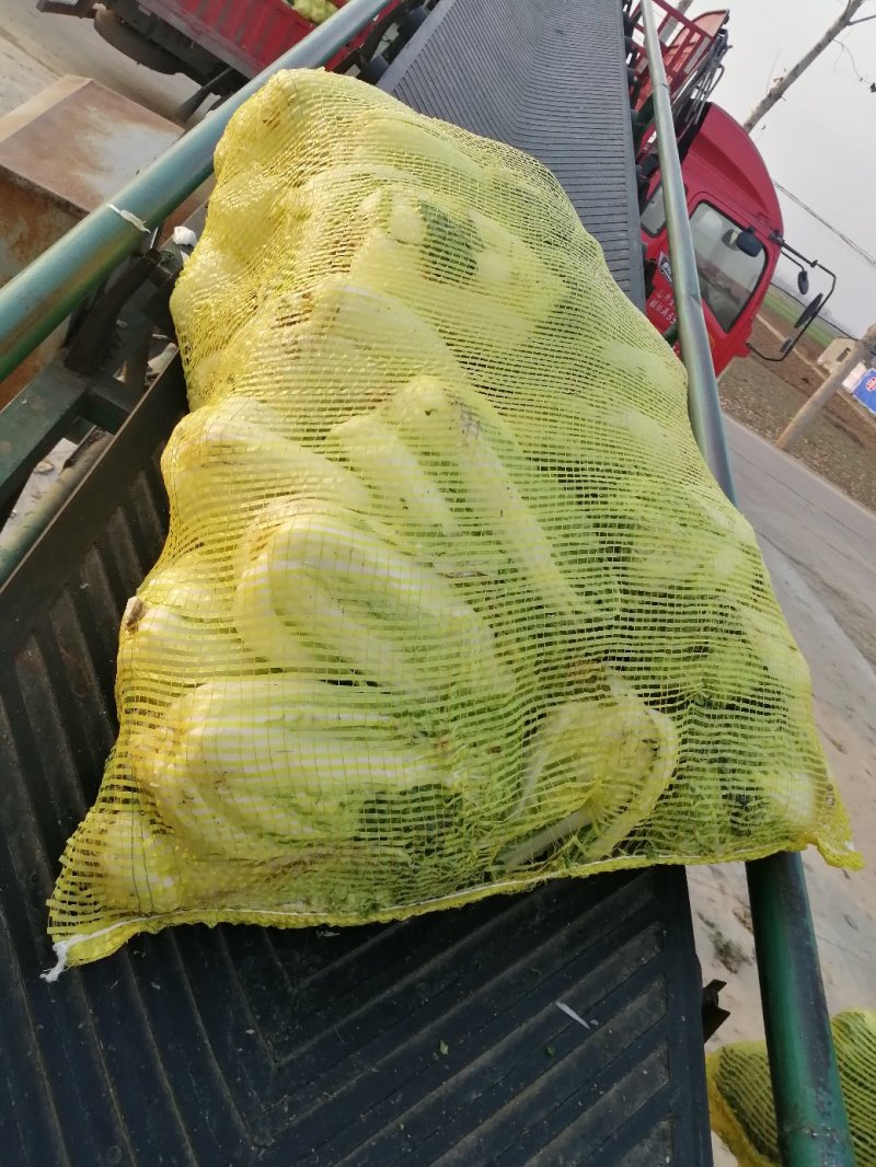 基地娃娃菜大量上市毛菜50颗一袋7两以上质量好可视频看货