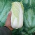 基地娃娃菜大量上市毛菜50颗一袋7两以上质量好可视频看货