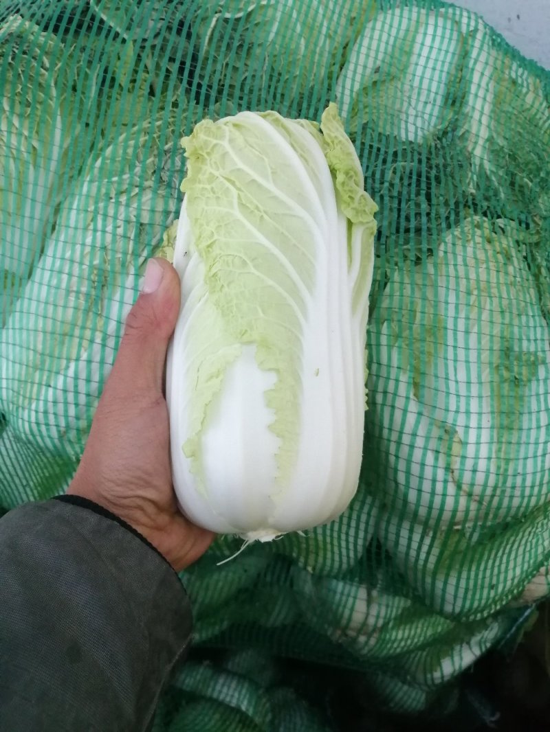 基地娃娃菜大量上市毛菜50颗一袋7两以上质量好可视频看货