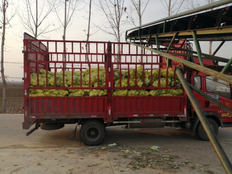 基地娃娃菜大量上市毛菜50颗一袋7两以上质量好可视频看货