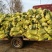 基地娃娃菜大量上市毛菜50颗一袋7两以上质量好可视频看货