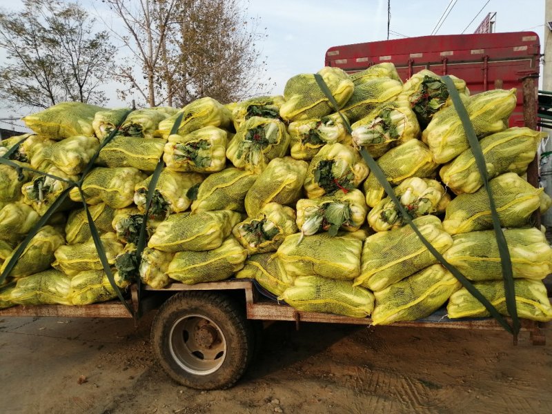 基地娃娃菜大量上市毛菜50颗一袋7两以上质量好可视频看货