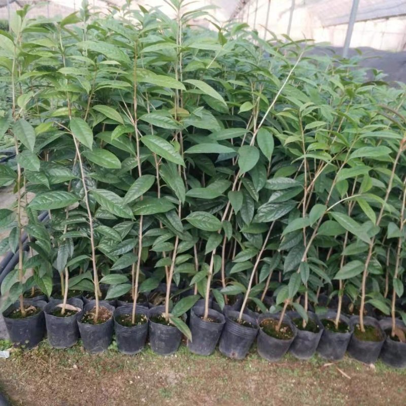 金花茶树苗，带营养杯发货的，苗子靓丽，大小规格都有