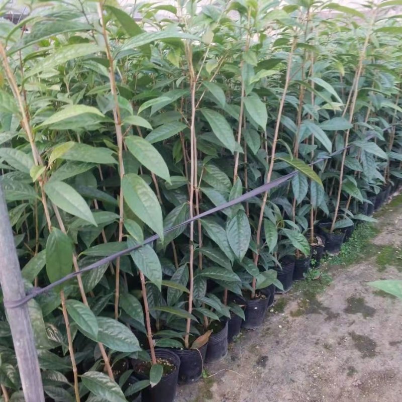 金花茶树苗，带营养杯发货的，苗子靓丽，大小规格都有