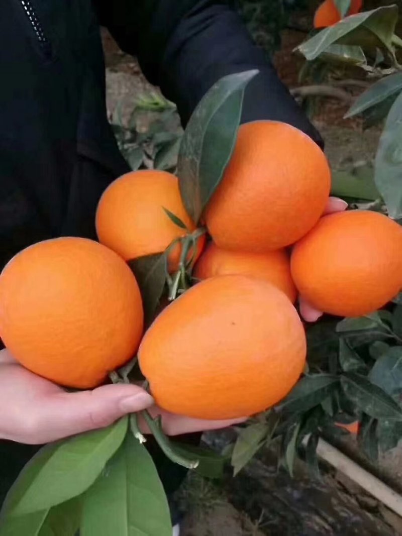 脐橙