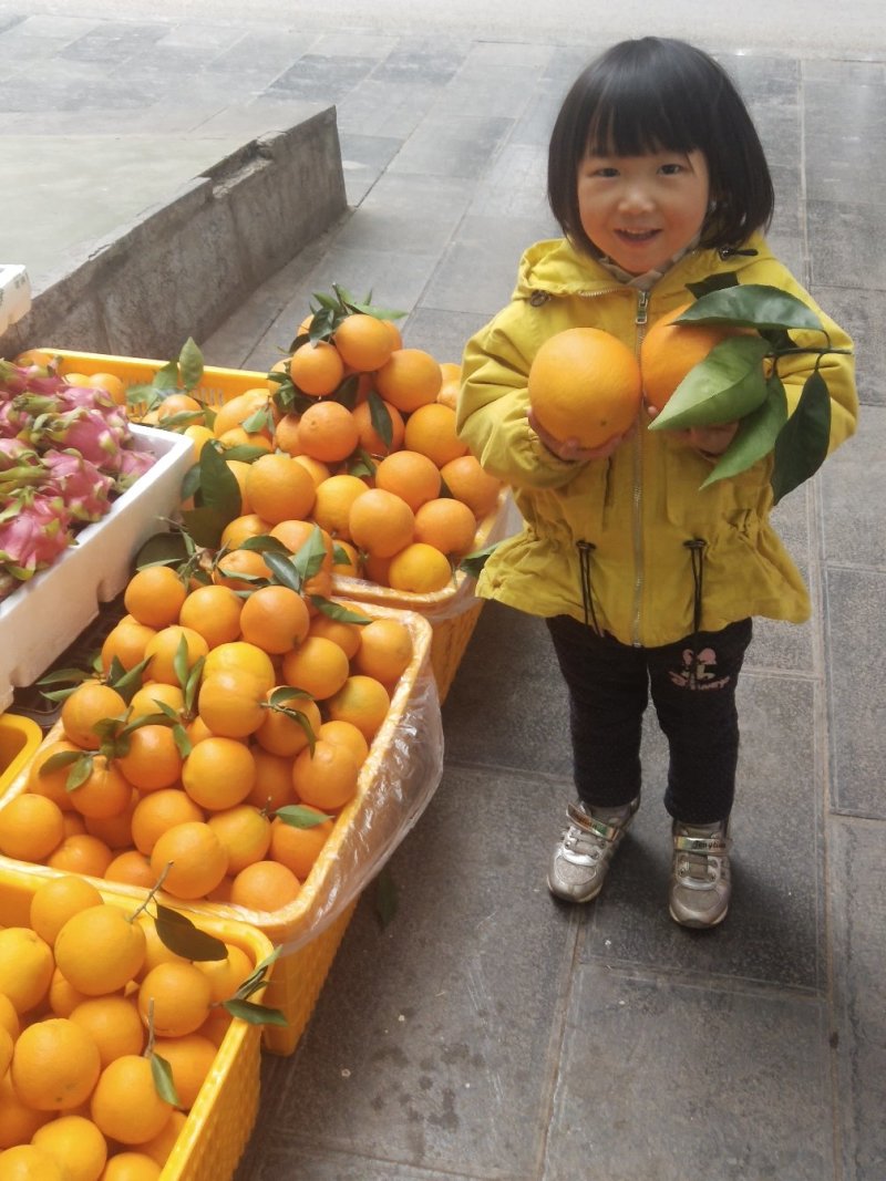 脐橙