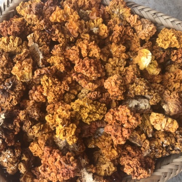 金耳干货云南特产椴木种植金耳菌脑耳黄耳菌批发