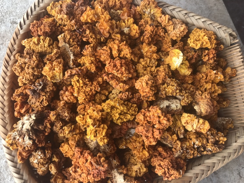 金耳干货云南特产椴木种植金耳菌脑耳黄耳菌批发