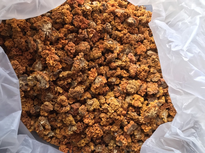 金耳干货云南特产椴木种植金耳菌脑耳黄耳菌批发