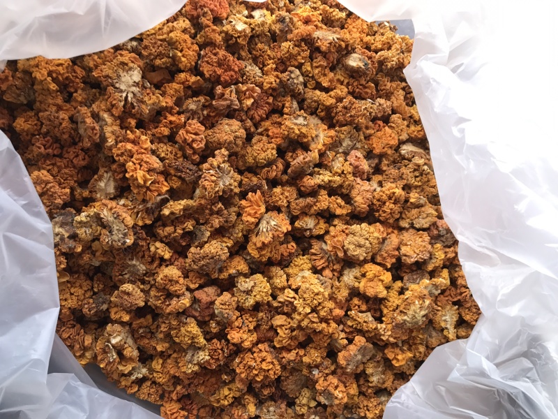 金耳干货云南特产椴木种植金耳菌脑耳黄耳菌批发