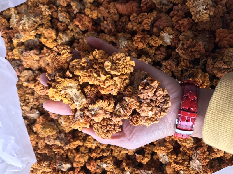 金耳干货云南特产椴木种植金耳菌脑耳黄耳菌批发