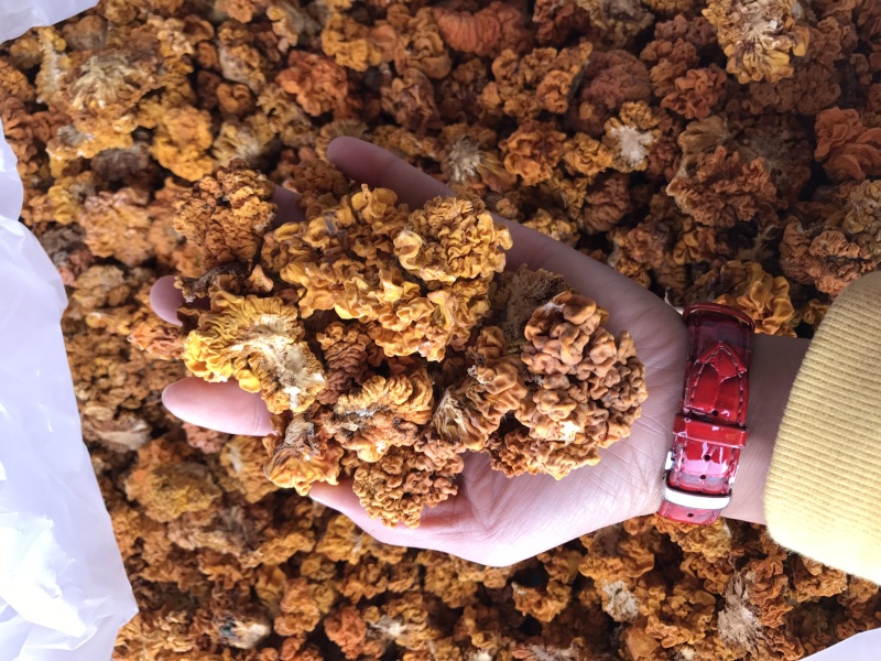 金耳干货云南特产椴木种植金耳菌脑耳黄耳菌批发