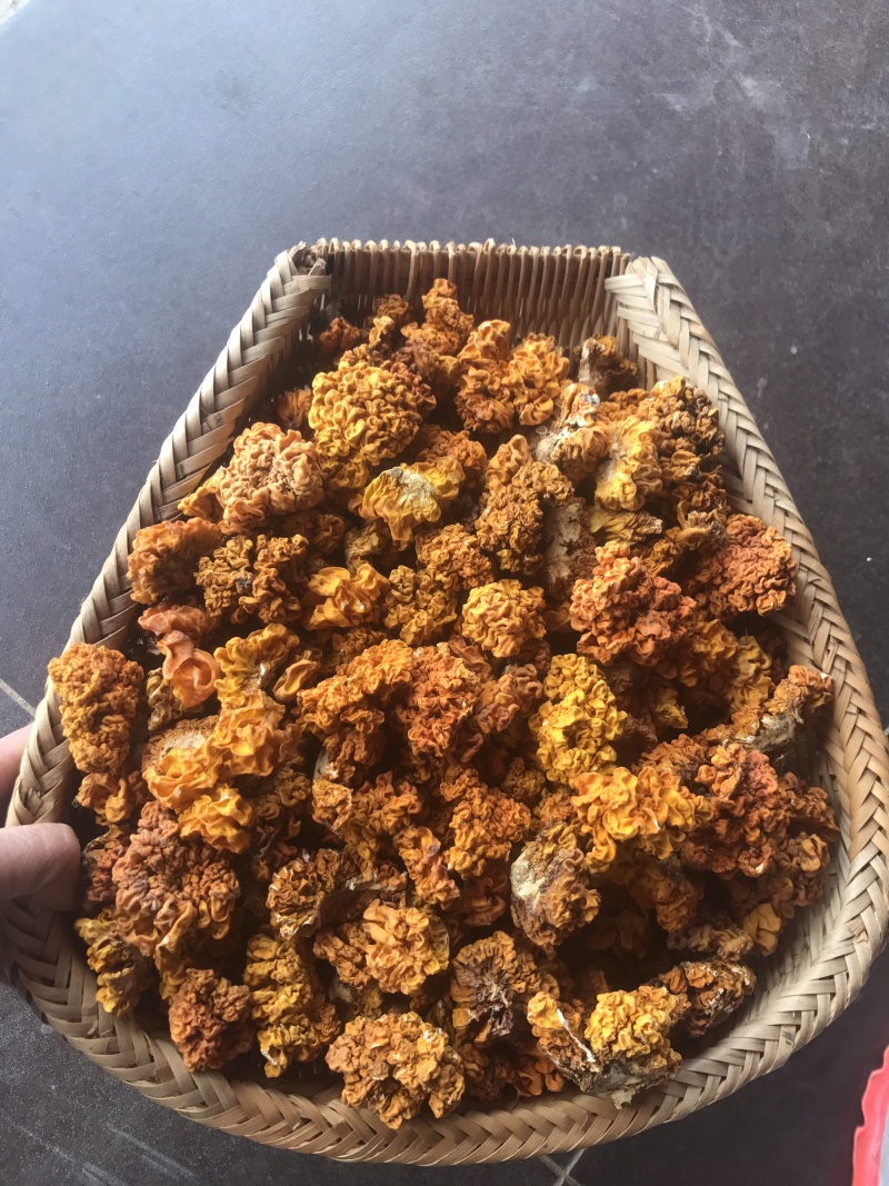 金耳干货云南特产椴木种植金耳菌脑耳黄耳菌批发