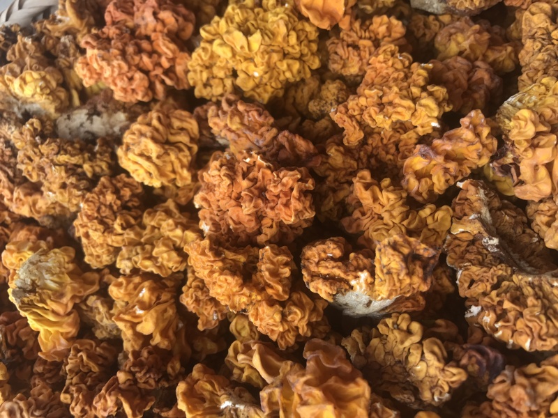 金耳干货云南特产椴木种植金耳菌脑耳黄耳菌批发