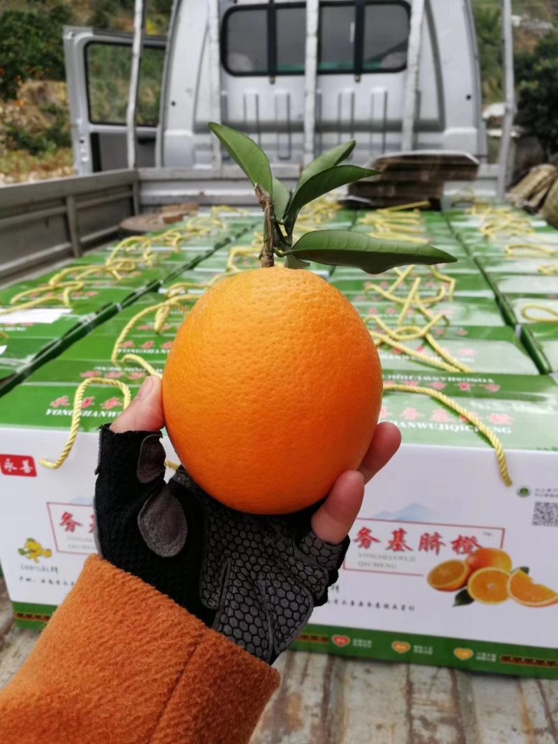 脐橙