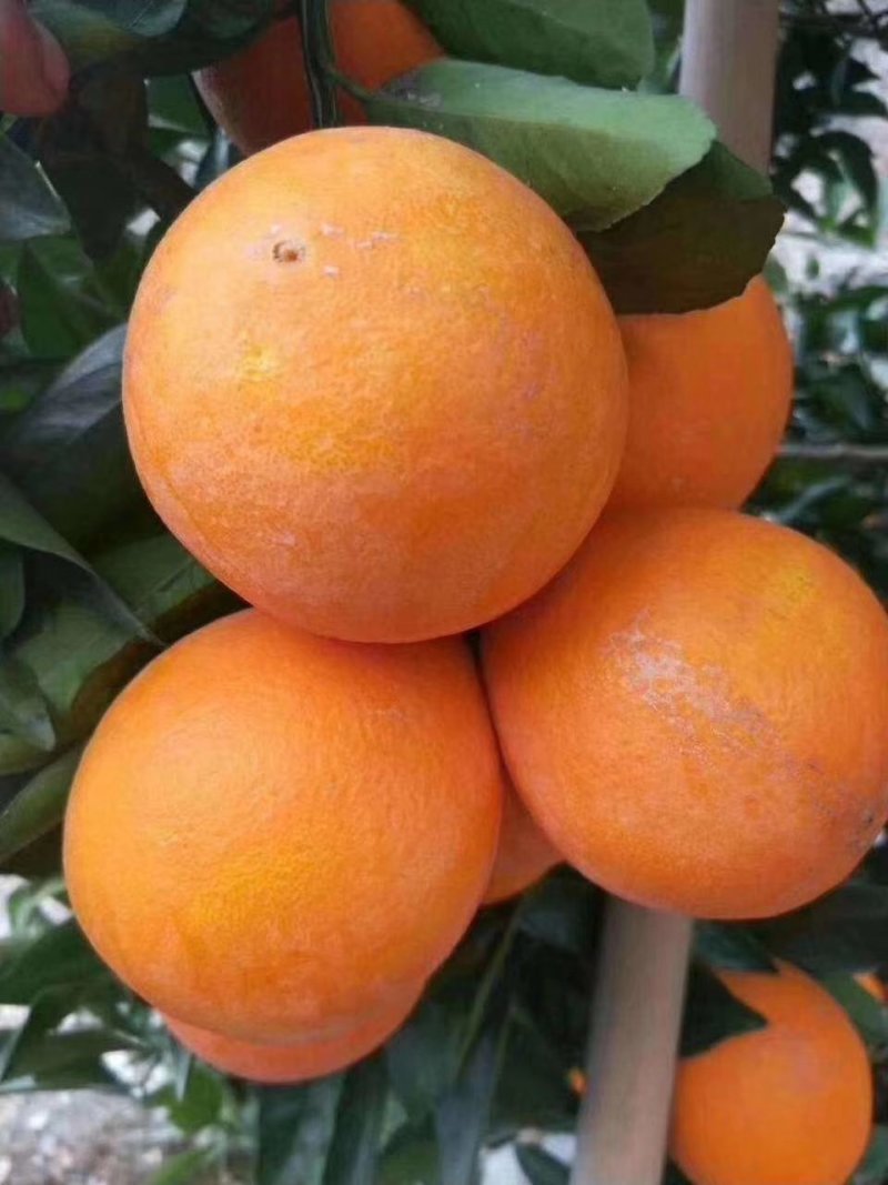 脐橙