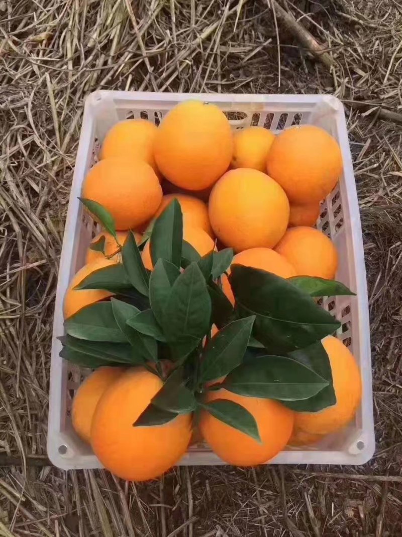 脐橙