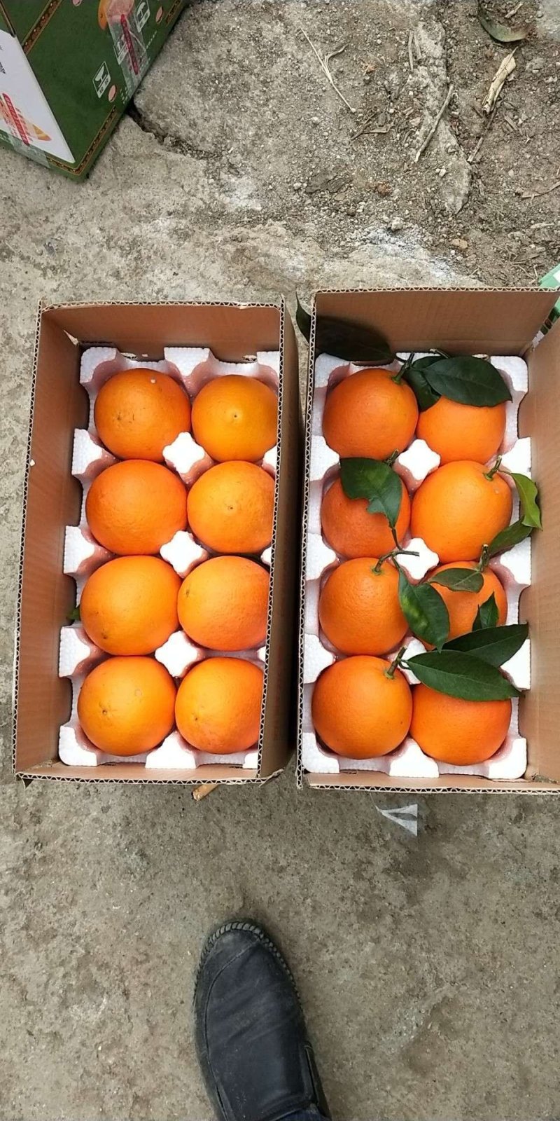 脐橙