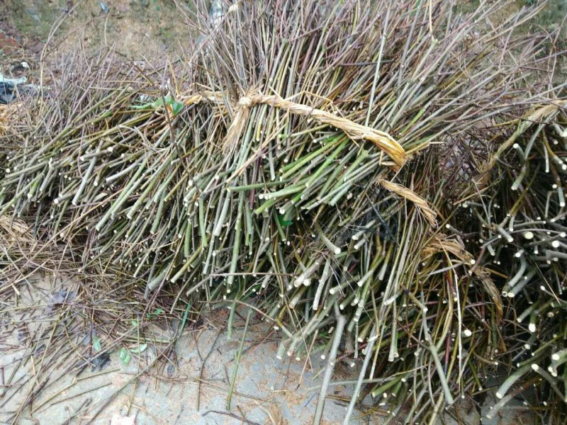 吴茱萸