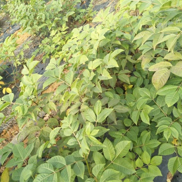 吴茱萸