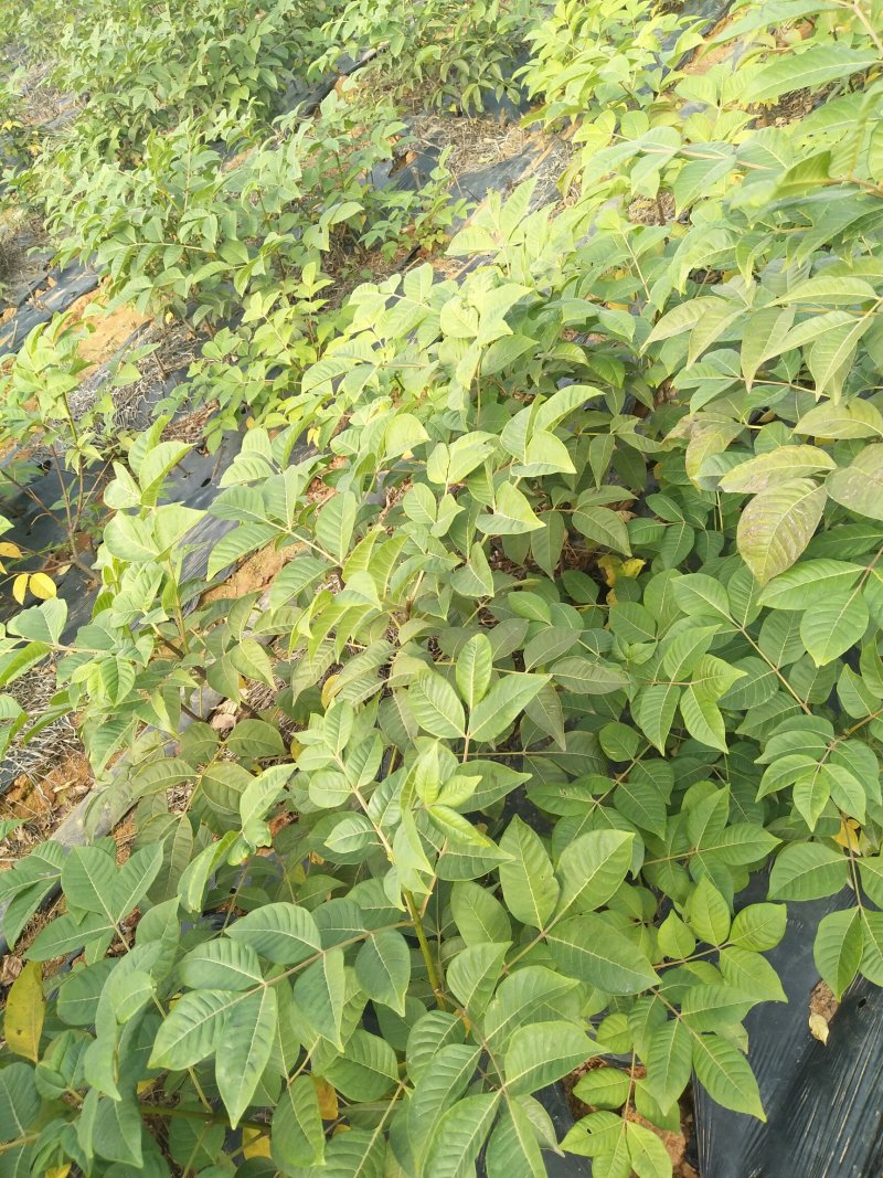 吴茱萸