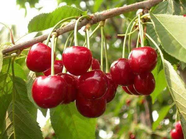 2021赣榆樱桃节现场