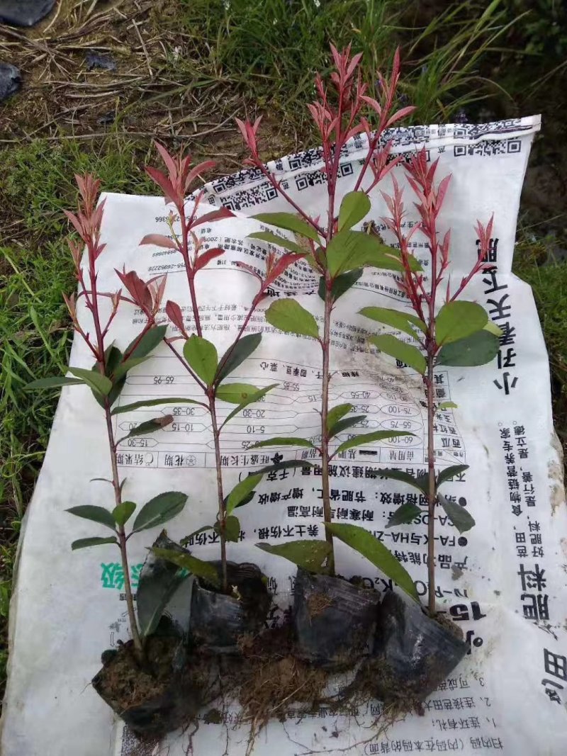 产地直发红叶石楠小杯苗，大杯苗，可视频看货大小