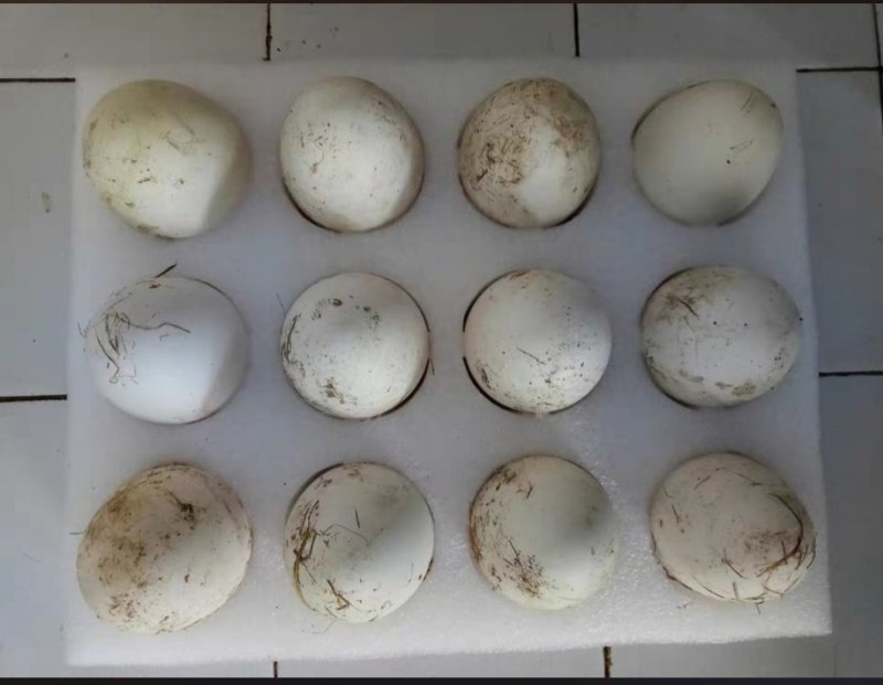 种鹅蛋，140~150克重量，箱装，孵化，食用，欢迎电话咨询