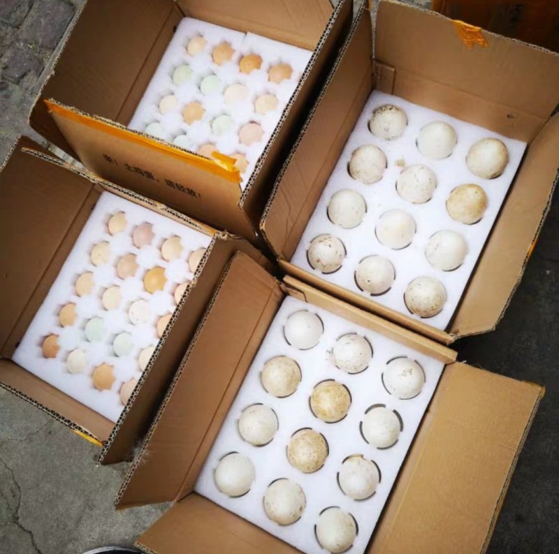 种鹅蛋，140~150克重量，箱装，孵化，食用，欢迎电话咨询