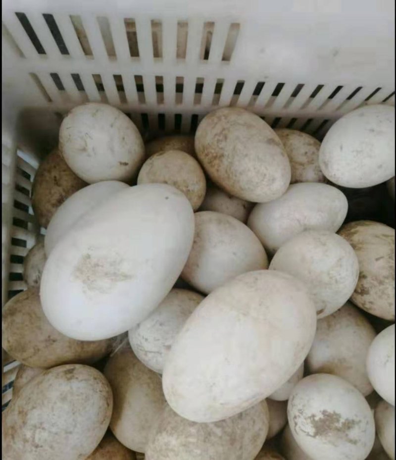 种鹅蛋，140~150克重量，箱装，孵化，食用，欢迎电话咨询