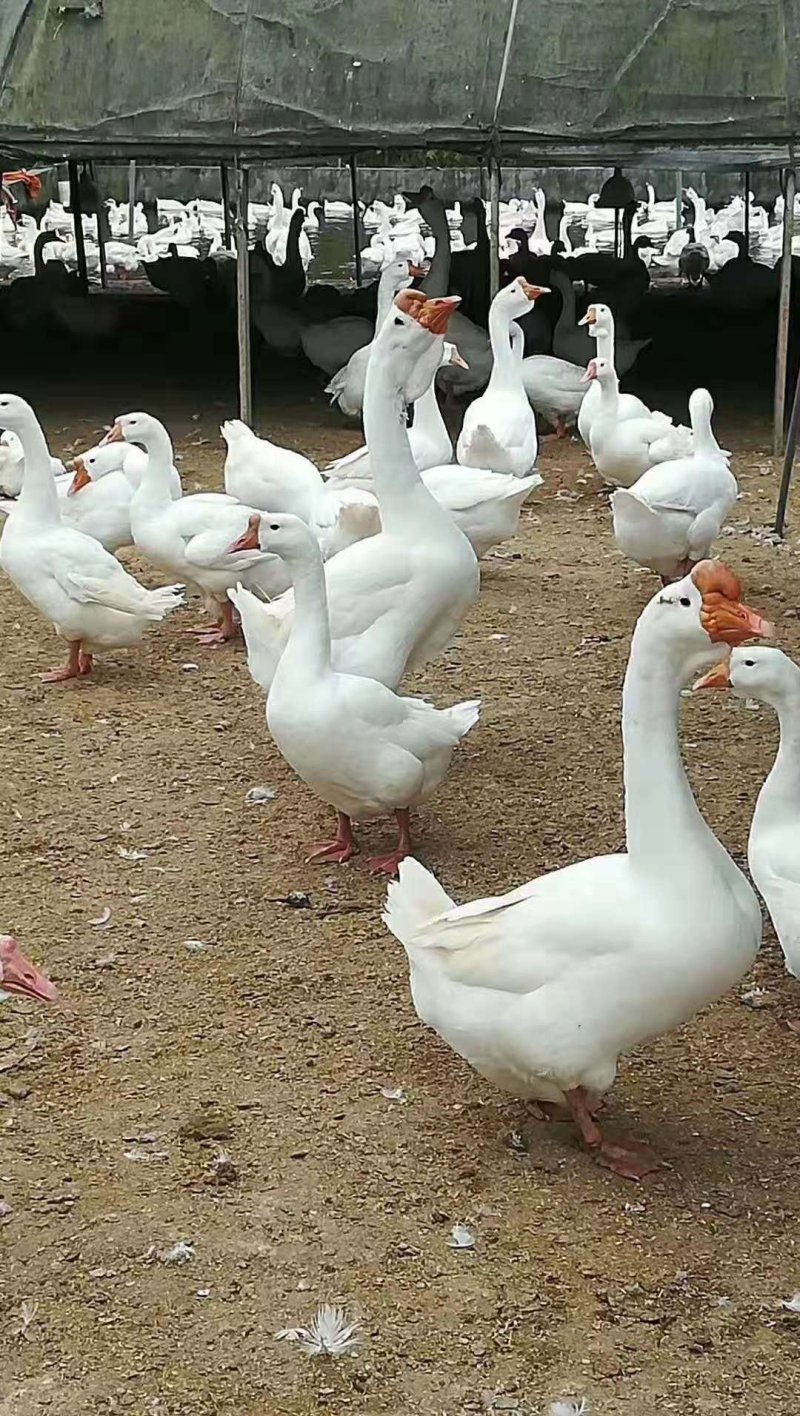 种鹅蛋，140~150克重量，箱装，孵化，食用，欢迎电话咨询